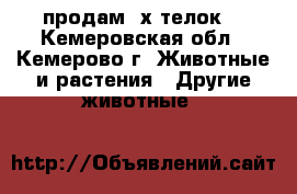 продам 2х телок  - Кемеровская обл., Кемерово г. Животные и растения » Другие животные   